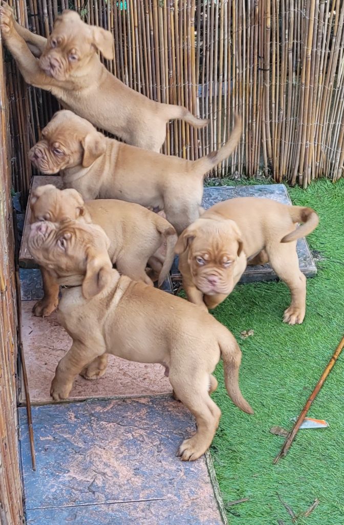 De L'Elan Des Rêves - Dogue de Bordeaux - Portée née le 05/01/2024